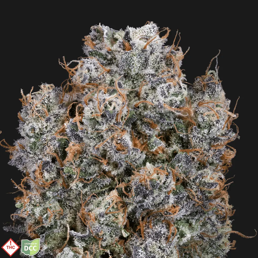 Klutch Cannabis – Blueberry Chocolope