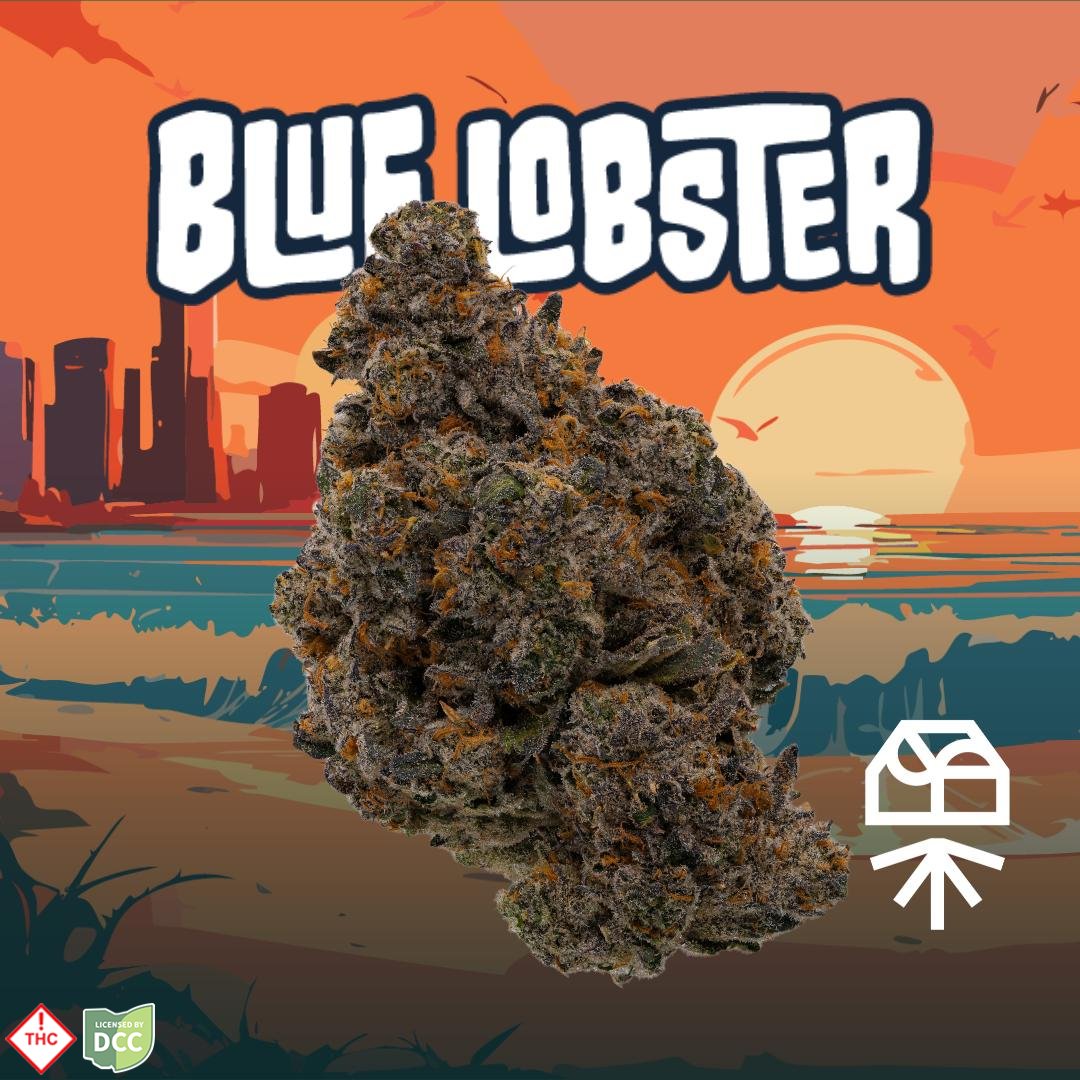 Grassroots – Blue Lobster